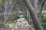 Naturschutzgebiet Cala Mondrago: Steinmauern im Wald